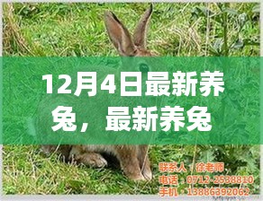 最新养兔指南，掌握技巧，开启温馨养兔之旅