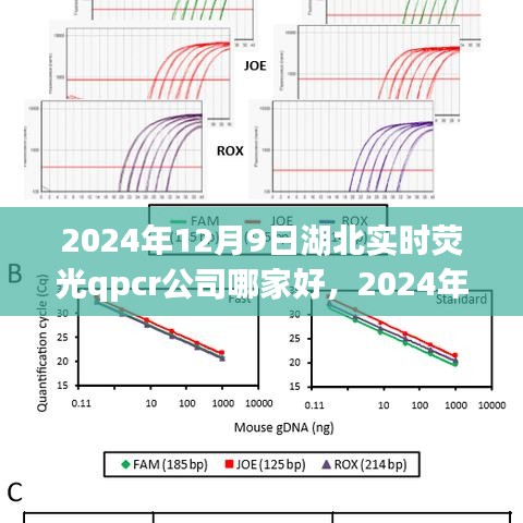 湖北实时荧光PCR公司选择指南，如何选择最适合您的合作伙伴（2024年湖北实时荧光PCR公司排名推荐）