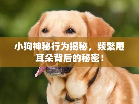 小狗神秘行为揭秘，频繁甩耳朵背后的秘密！