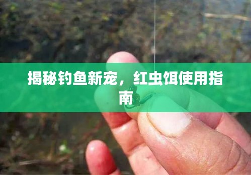 揭秘钓鱼新宠，红虫饵使用指南