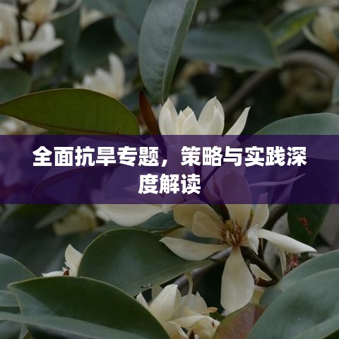 全面抗旱专题，策略与实践深度解读