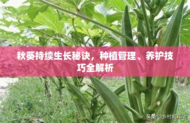 秋葵持续生长秘诀，种植管理、养护技巧全解析