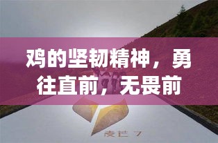 鸡的坚韧精神，勇往直前，无畏前行