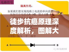 徒步抗癌原理深度解析，图解大全及最新进展